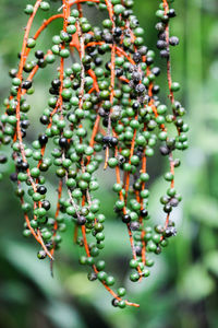 Close-up of berries growing on tree