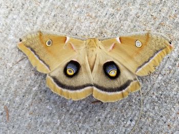 Close-up portrait of butterfly