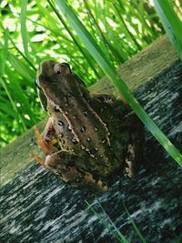 Close-up of lizard on plant