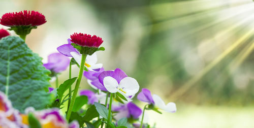 Close-up of purple flowering plant