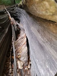 High angle view of logs in forest