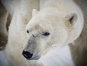 Close-up portrait of sheep on snow
