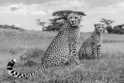 Mono cheetah and cub sit on mound