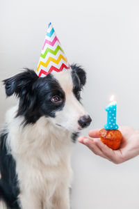 Funny puppy dog wearing birthday hat looking at  holiday cake with candle on white background