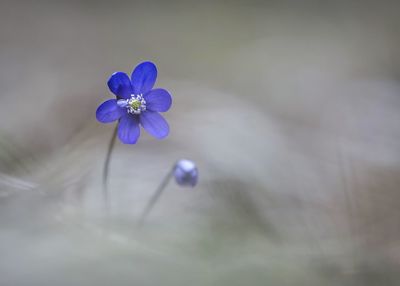 Close-up of purple flowering plant