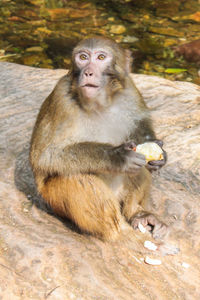 Portrait of monkey sitting outdoors