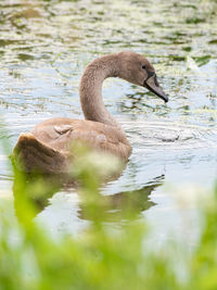 Swan swimming in lake