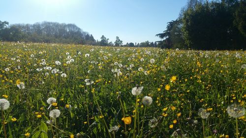 Yellow flowers growing in field