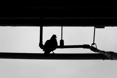 Low angle view of silhouette pigeon perching on pipe