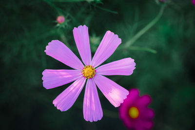 Close-up of purple cosmos flower