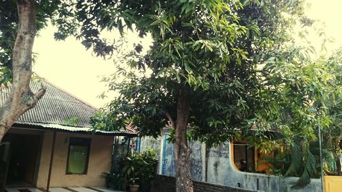 Building with trees in background