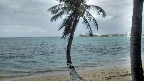 Palm trees on beach