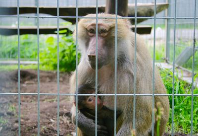 Monkey in cage