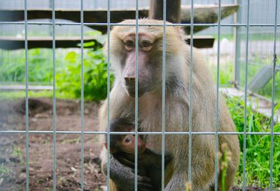 Mother of baboon hugging and feeding her son in a cage, grutas park, druskininkai, lithuania