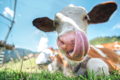 Close-up of sheep on field