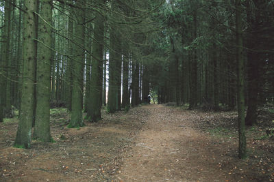 View of trees in forest