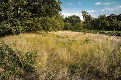 Trees on grassy field