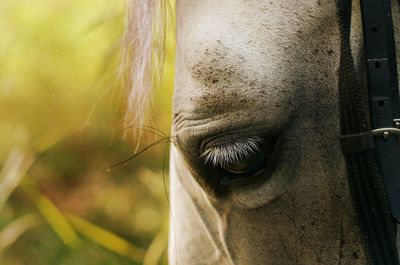 Close-up of horse outdoors