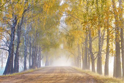 Alley landscape morning fog. autumn sunny magic forest. wood, rural road. travel fall  tree tunnel 