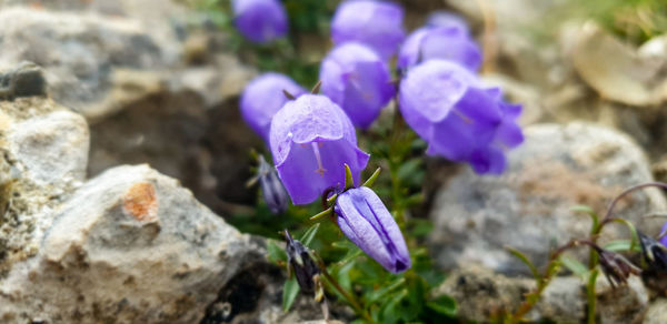 Close-up of purple crocus flowers