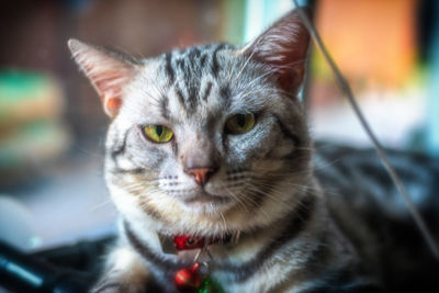 Close-up portrait of tabby cat