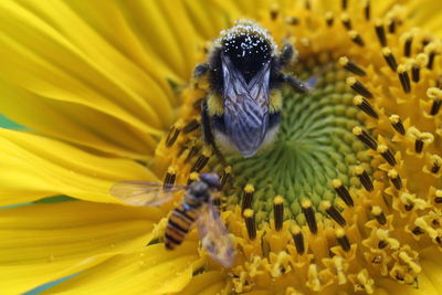 Honey bee pollinating on flower