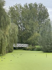 green