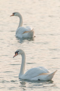 Swans swimming in lake