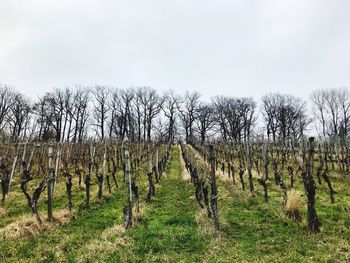 Trees on field against sky