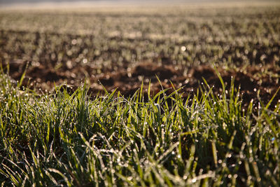 Close-up of crops growing on field