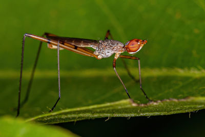 Close-up of grasshopper