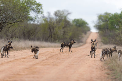 Group of people walking on road