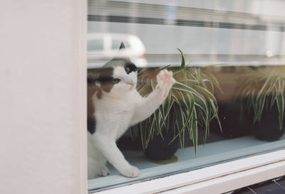 Portrait of cat sitting by potted plant on window sill