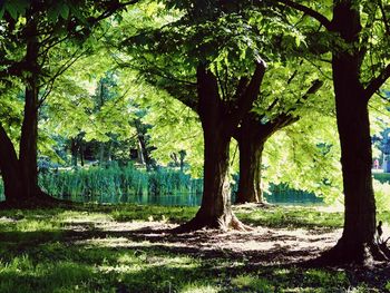 Trees in park