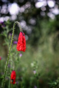 Close-up of red flower against blurred background