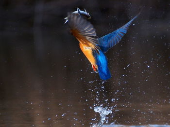 Close-up of bird flying over water