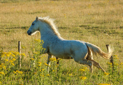 Horse running on grassy field