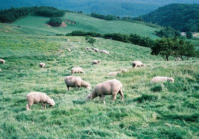 Sheep grazing on grassy landscape