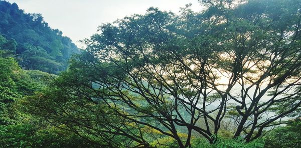 Low angle view of trees