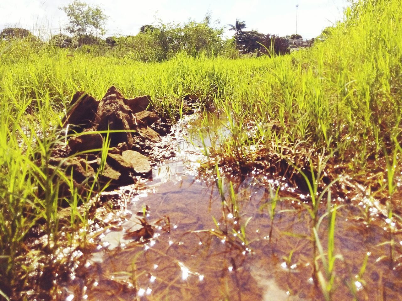 water, grass, green color, tranquility, plant, nature, growth, stream, tranquil scene, reflection, field, beauty in nature, day, scenics, outdoors, no people, high angle view, sunlight, pond, grassy