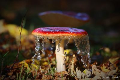 Close-up of mushroom growing on field