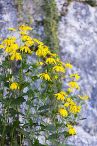 Close-up of yellow flowers blooming in field