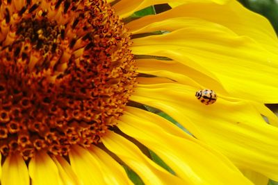 Close-up of honey bee pollinating on white flower