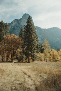 Trees on field against sky