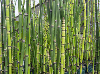 Full frame shot of bamboo on field