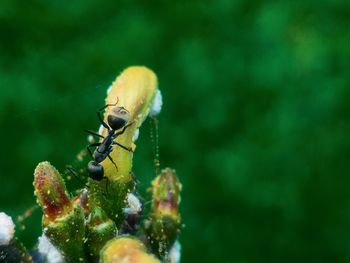 Close-up of insect on flower