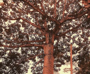 Low angle view of trees