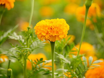 Close-up of yellow flowering plant