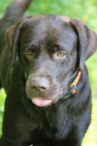 Close-up portrait of black dog