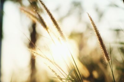 Close-up of plants growing during sunset